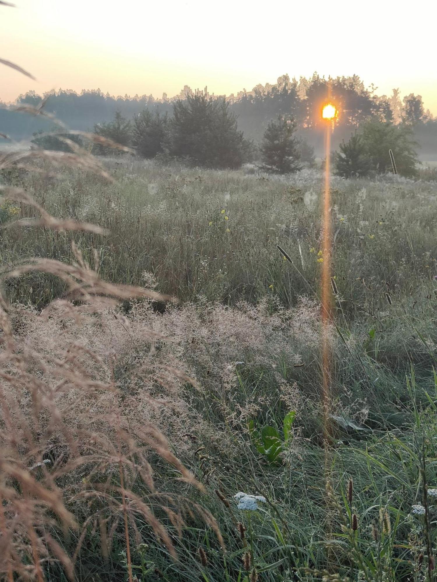 Debowe Krolestwo Lesniczowka W Puszczy Na Wylacznosc Policzna  ภายนอก รูปภาพ